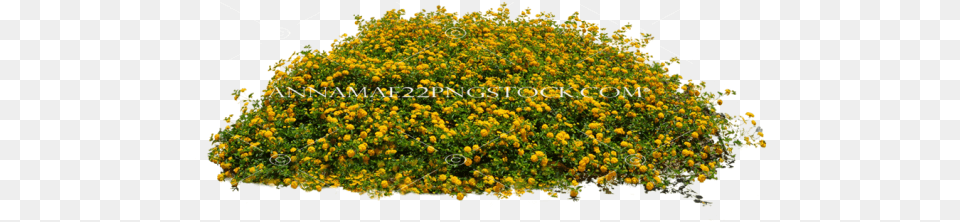 Misc Nature Stock Photos Small Flower Plant, Vegetation, Bush Free Transparent Png