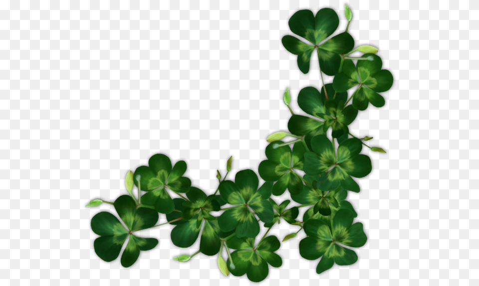 Miscellaneous Category Shamrock Image It Is Of Type Shamrocks, Green, Leaf, Plant, Herbal Free Transparent Png