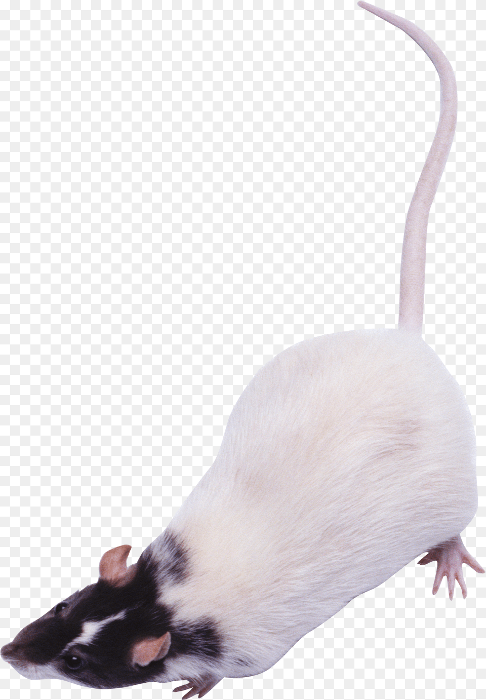 Mish, Animal, Mammal, Rat, Rodent Free Png Download