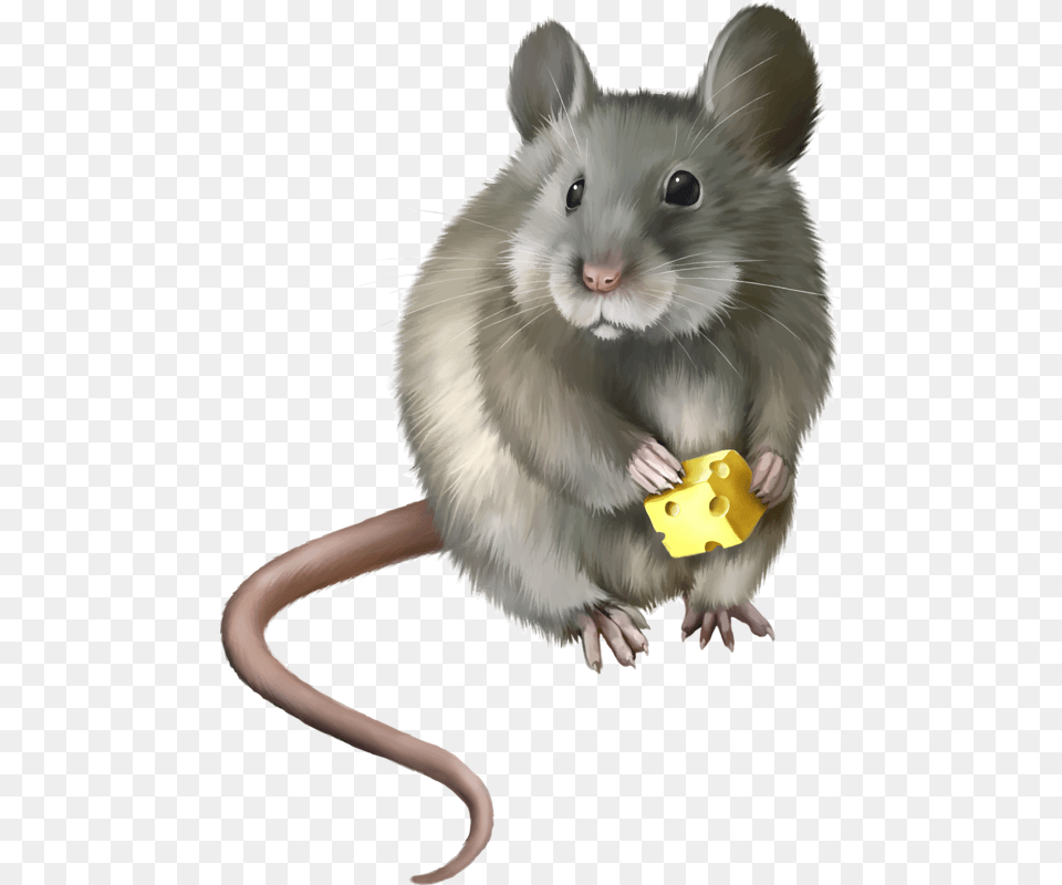 Mish, Animal, Mammal, Rodent, Rat Png