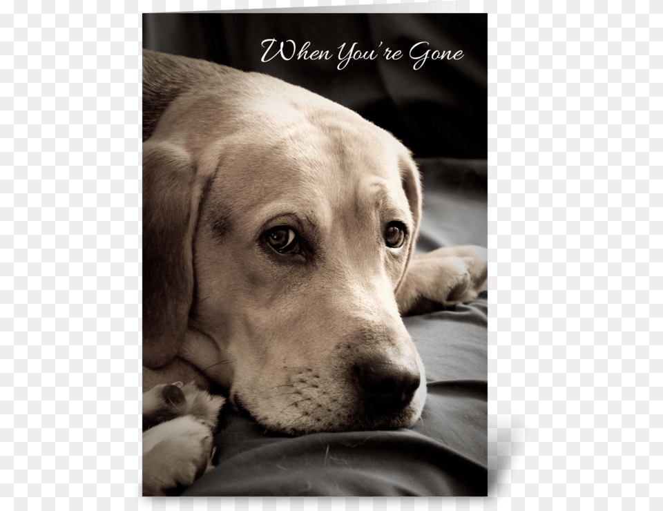 Missing You Sad Dog Greeting Card Dog With Missing You, Animal, Canine, Hound, Mammal Free Png Download