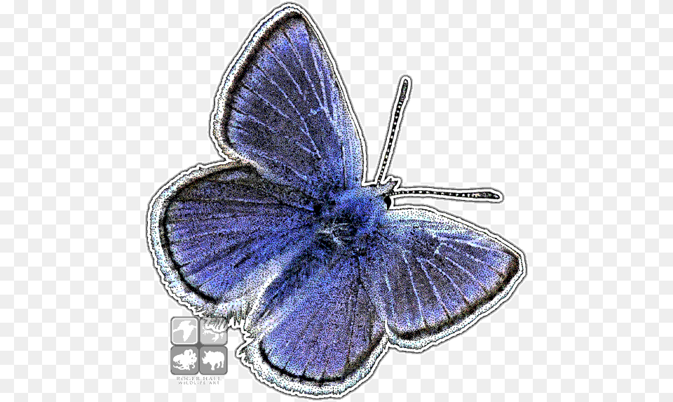 Mission Blue Butterfly, Animal, Insect, Invertebrate, Accessories Free Png Download