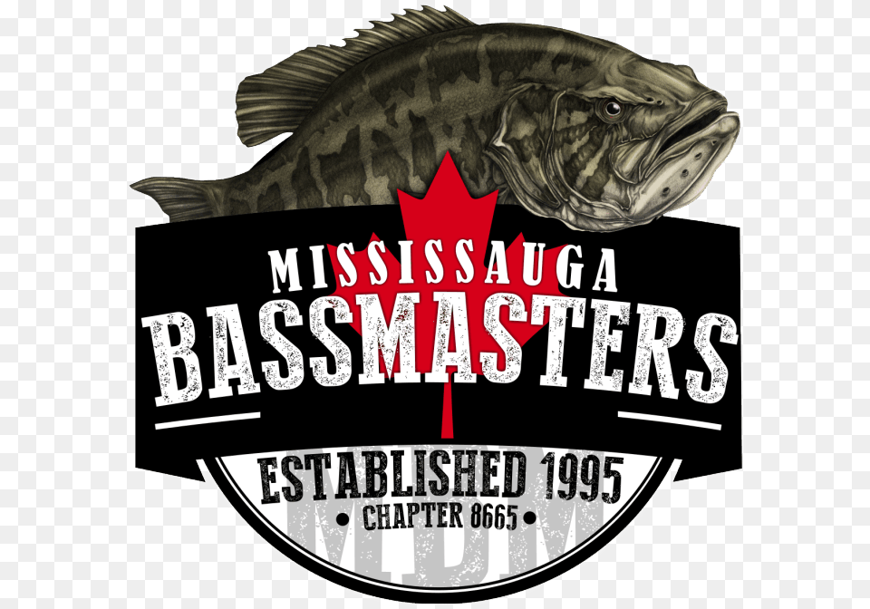 Mississauga Bassmasters Bass, Animal, Fish, Sea Life Free Png