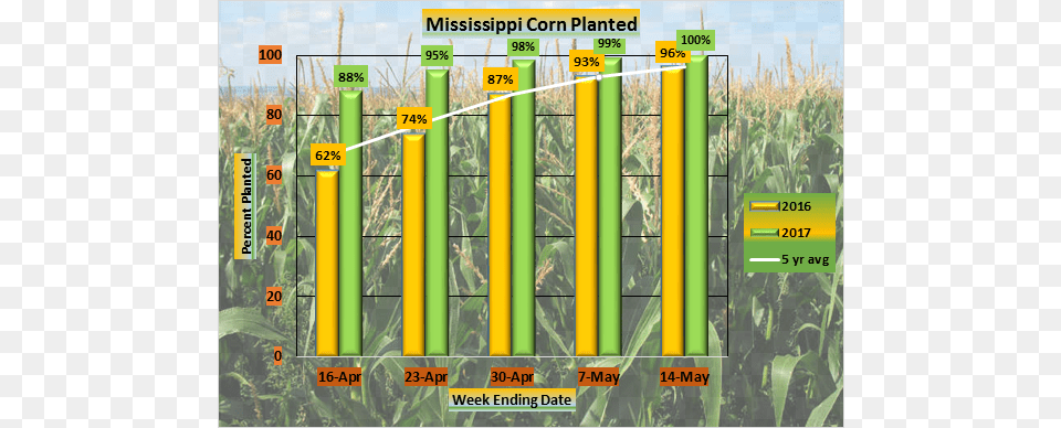 Mississippi Corn Planting Reached 100 For The Week Monokulturen, Agriculture, Countryside, Field, Nature Png Image