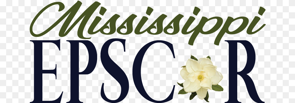 Mississippi Epscor Program State University Magnolia Flower, Anemone, Rose, Plant, Petal Free Transparent Png