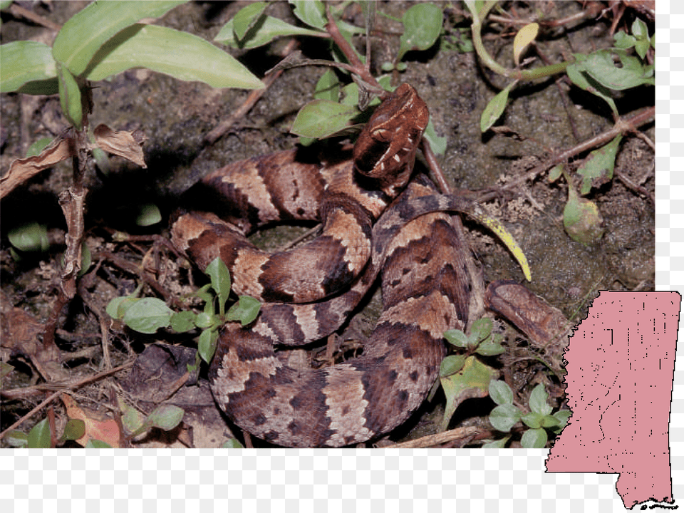 Mississippi Poisonous Snakes, Animal, Reptile, Snake, Rattlesnake Free Png Download