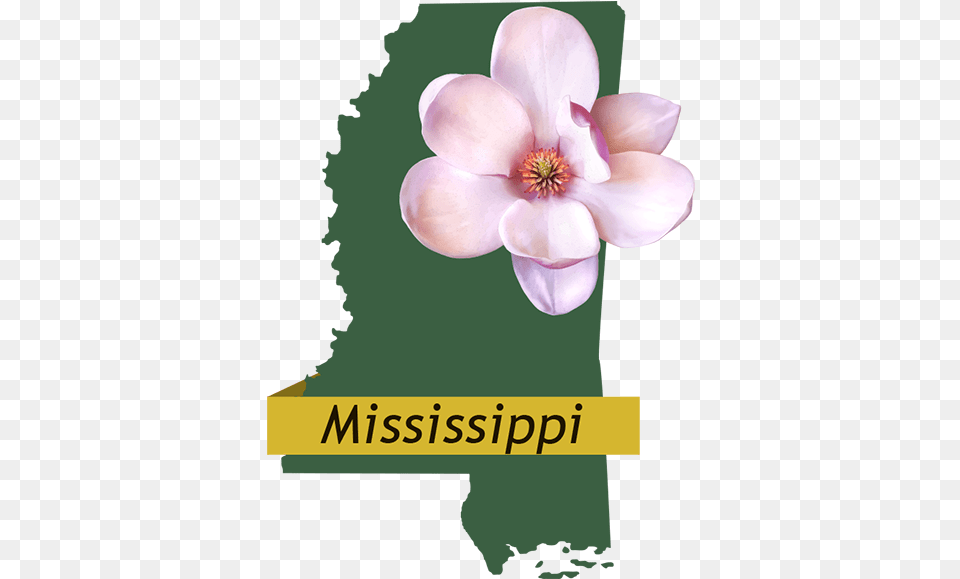 Mississippi Provider Information Southeastrans Lovely, Anther, Flower, Petal, Plant Free Png