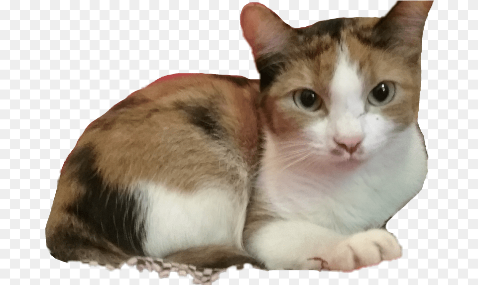 Missy Kitty Calico Cat Cats Cute Pets Amp Animals Domestic Short Haired Cat, Animal, Mammal, Manx, Pet Free Transparent Png