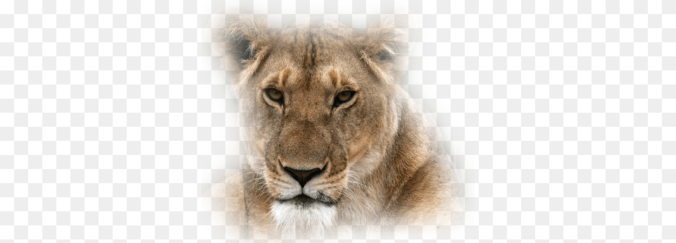 Misted Lionness Masai Lion, Animal, Mammal, Wildlife Png