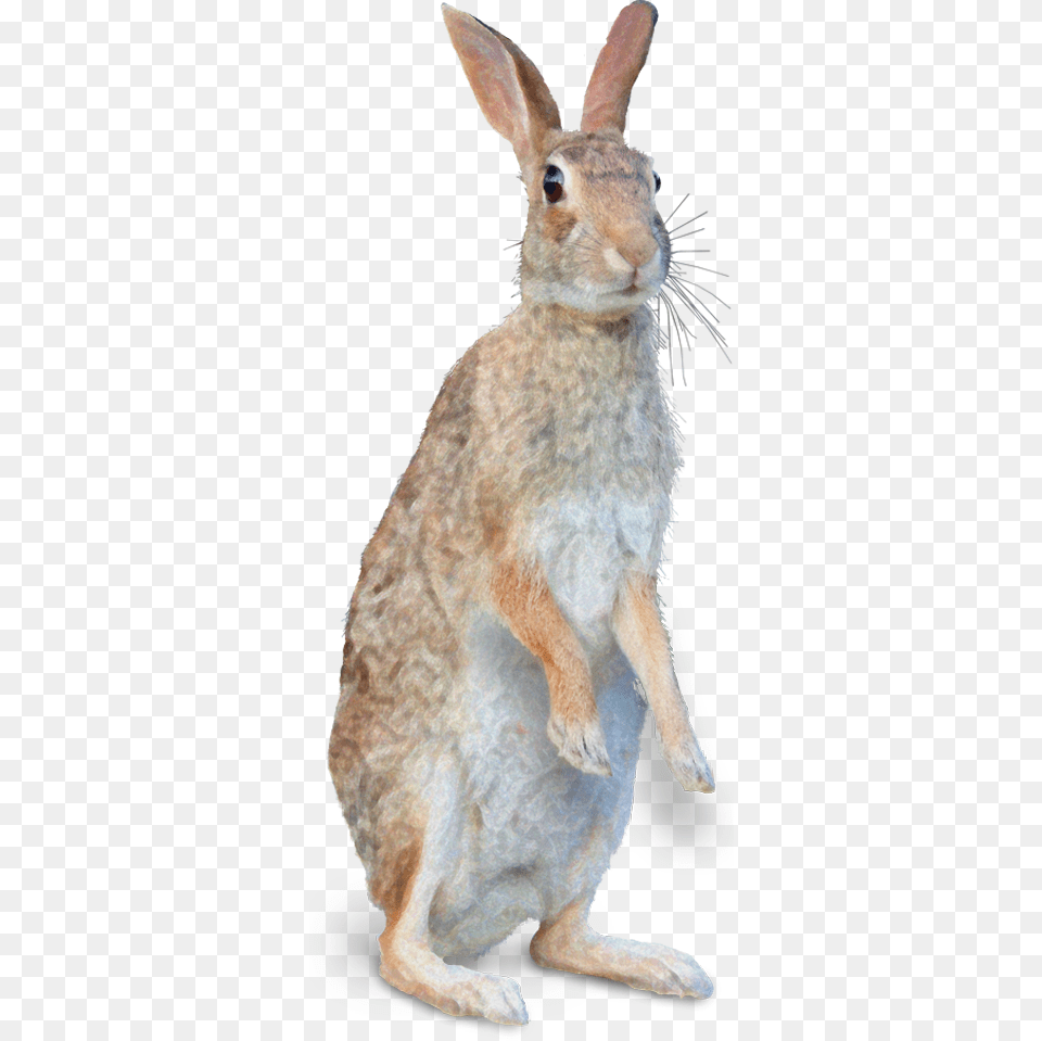 Mister Rabbit Wild Rabbit, Animal, Hare, Mammal, Rodent Free Png Download