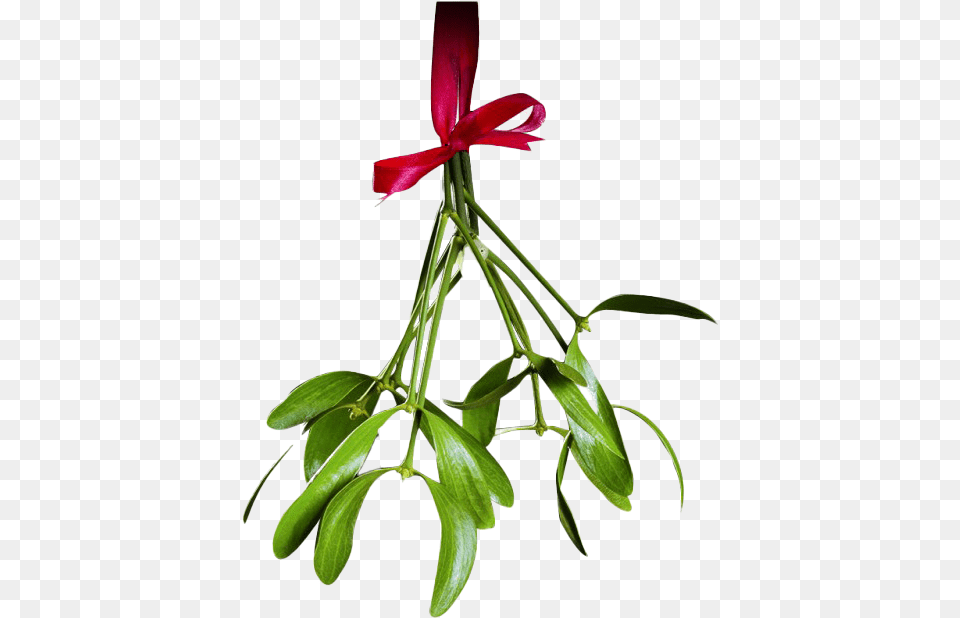 Mistletoe, Flower, Plant, Leaf, Potted Plant Png Image