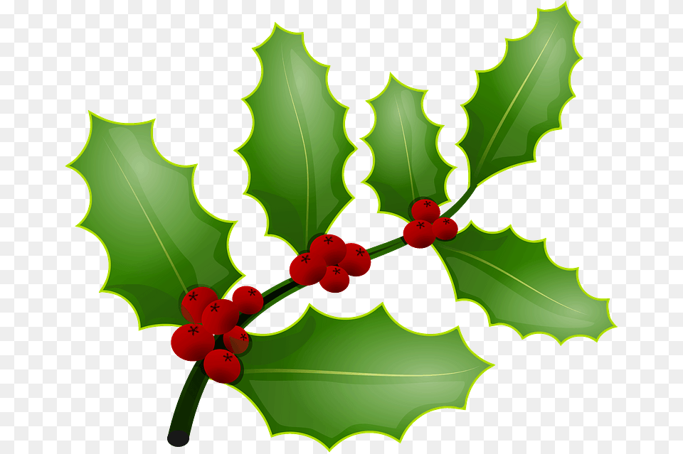 Mistletoe And Holly The Same Thing, Leaf, Plant, Flower, Food Png Image