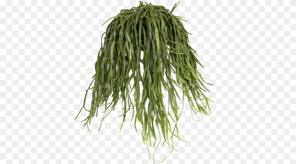 Mistletoe Cactus Grass, Plant Png