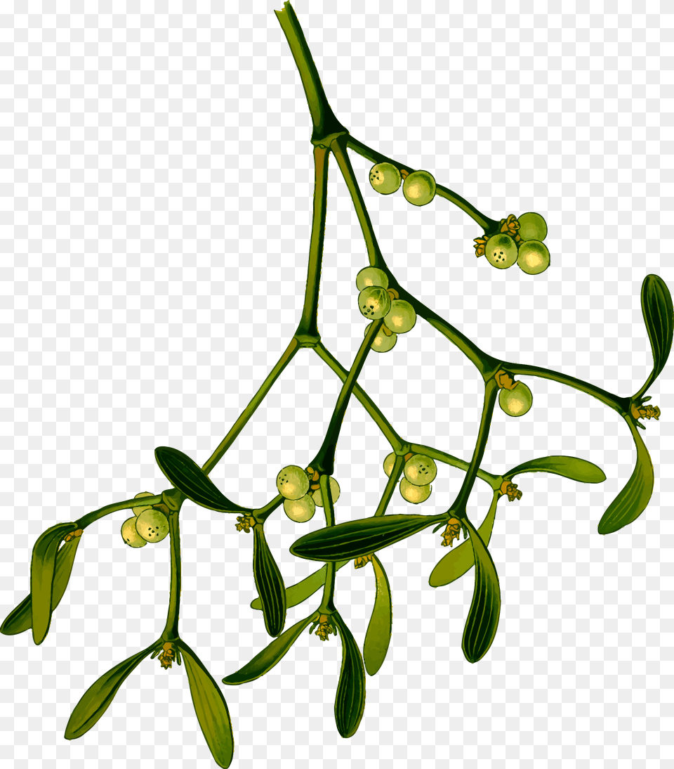Mistletoe Clip Art Vector Images Illustrations Istock, Leaf, Plant, Tree, Annonaceae Png Image