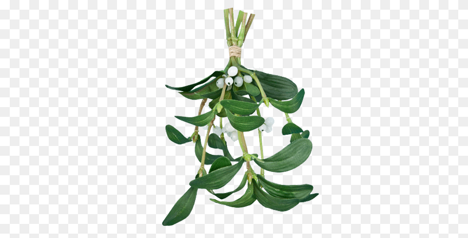 Mistletoe Clipart, Leaf, Plant, Flower Free Transparent Png