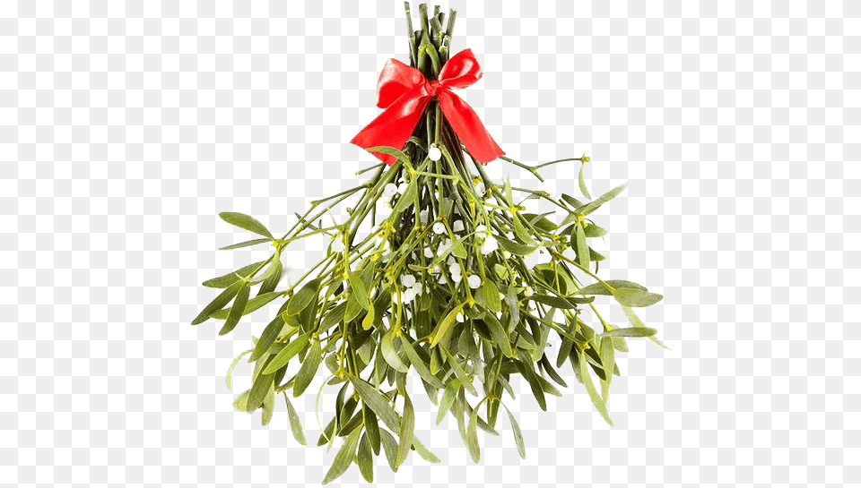 Mistletoe Images Mistle Toe, Plant, Flower Free Transparent Png