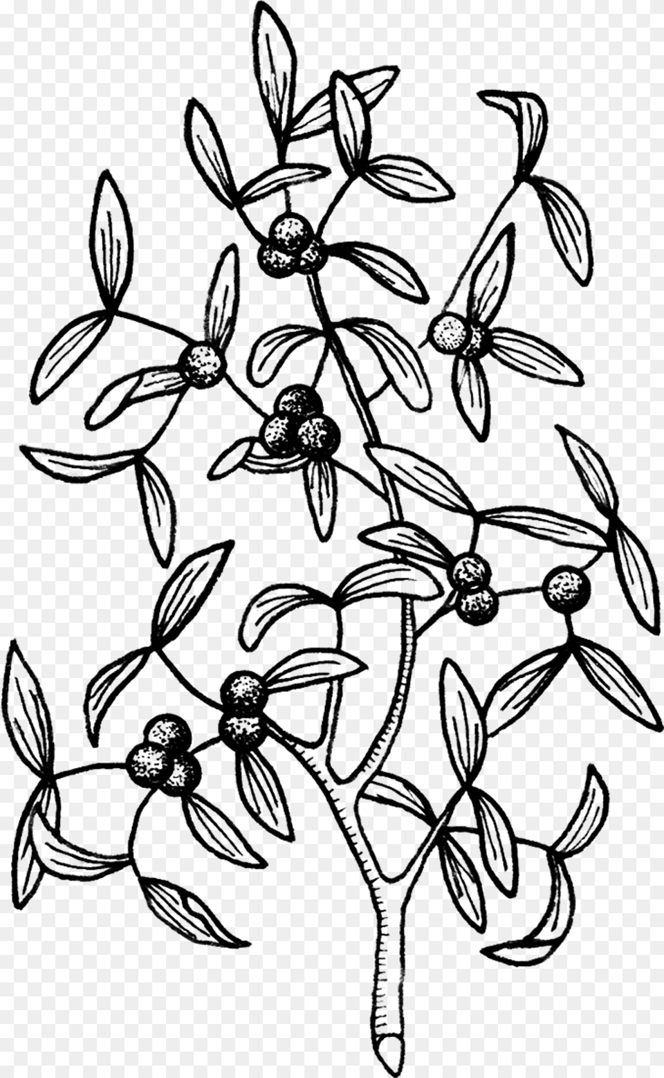 Mistletoe Tattoo, Gray Png Image