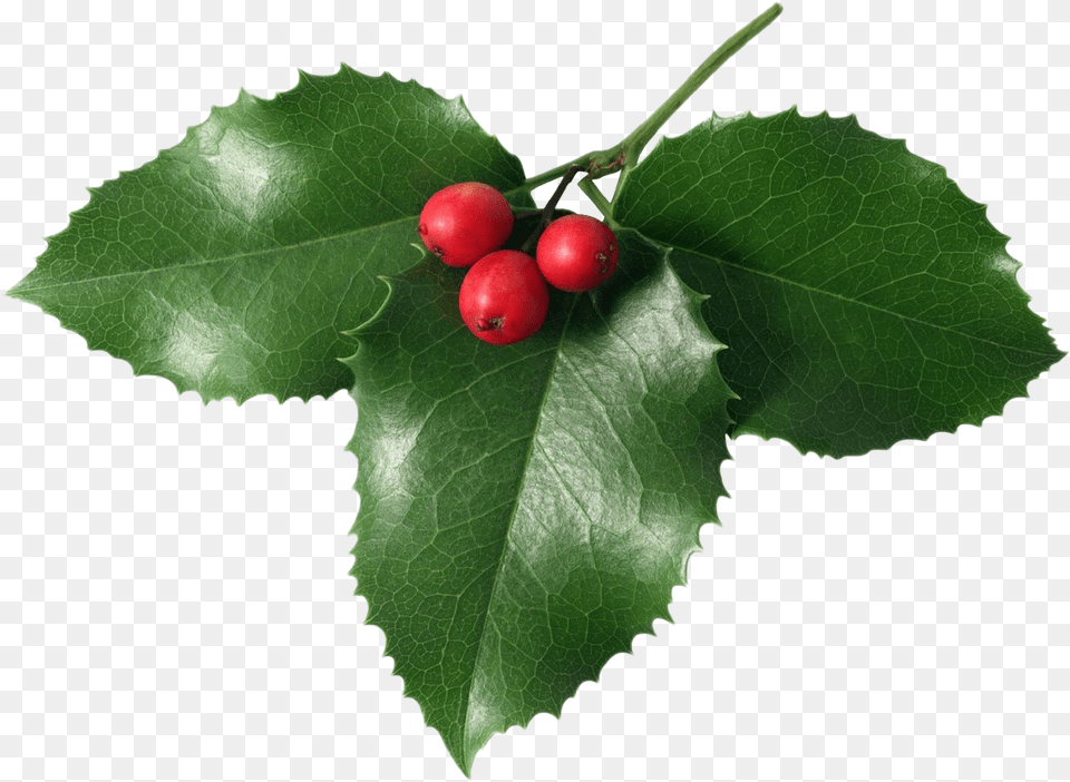 Mistletoe Transparent Images All Real Mistletoe, Cherry, Food, Fruit, Leaf Png Image