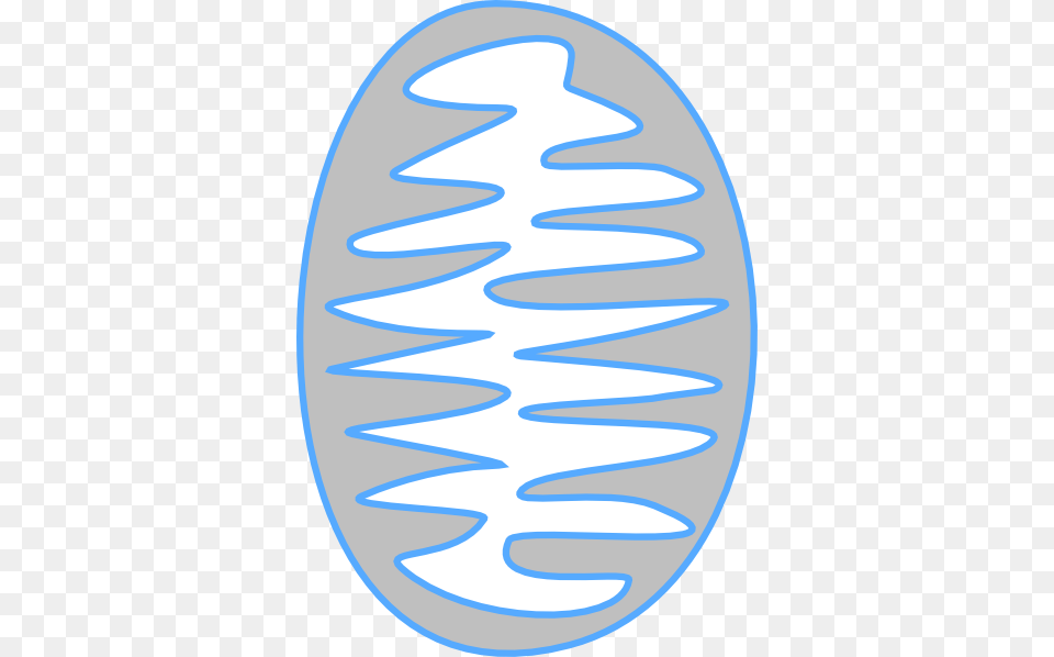 Mitochondria, Coil, Spiral, Oval, Home Decor Png Image