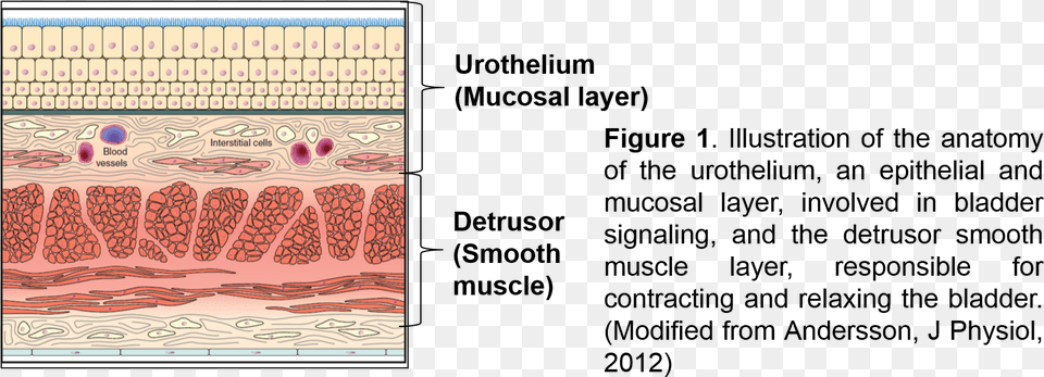 Mitochondria Aps Undergraduate Researcher Pattern Free Transparent Png