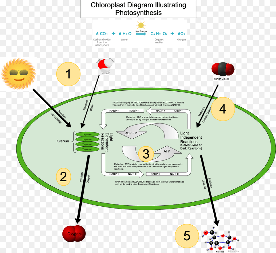 Mitochondria Electron Transport Chain The Krebs Cycle Citric Acid Cycle, Disk Free Png Download