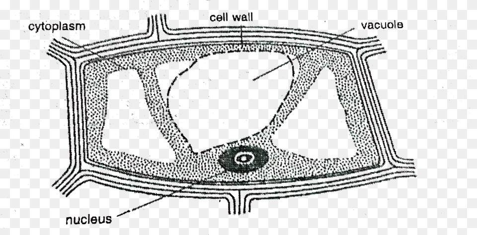 Mitochondria In Onion Peel Cell Diagram On Slide, Computer Hardware, Electronics, Hardware, Screen Free Png