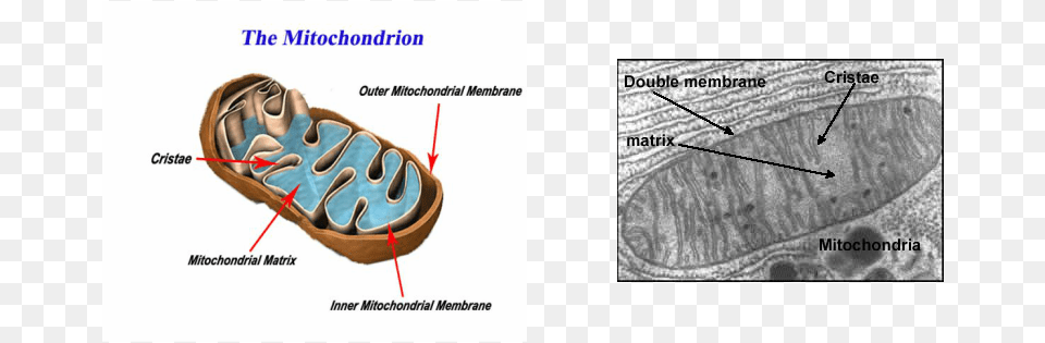 Mitochondria Power House Journal, Ct Scan Free Png