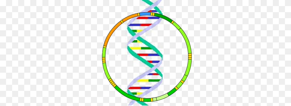 Mitochondrial Dna Health And Medical News And Resources, Hoop, Spiral, Art Free Transparent Png