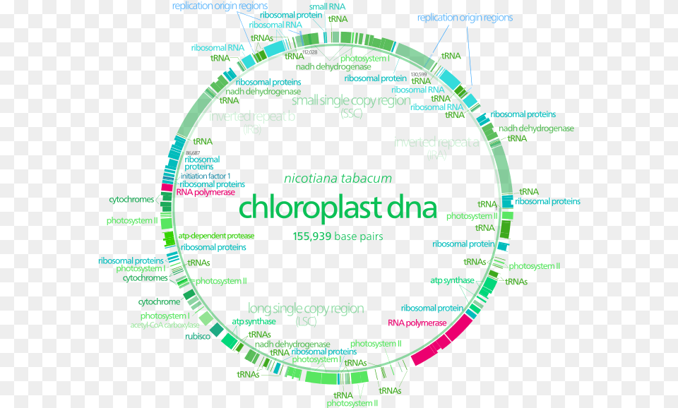 Mitochondrial Dna Vs Chloroplast Dna Genome Organisation In Chloroplast Free Png Download