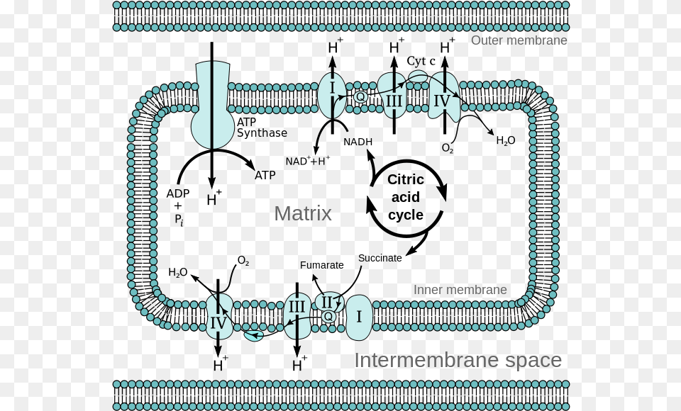 Mitochondrial Electron Transport Chain Etc4 Electron Transport Chain, Gas Pump, Machine, Pump Png