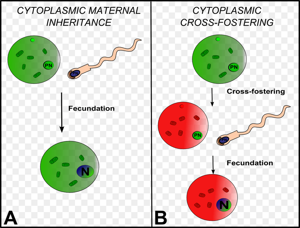 Mitochondrial Inheritance Visibly And Statistically Cytoplasmic Inheritance And Maternal Effects, Sphere, Outdoors Free Transparent Png