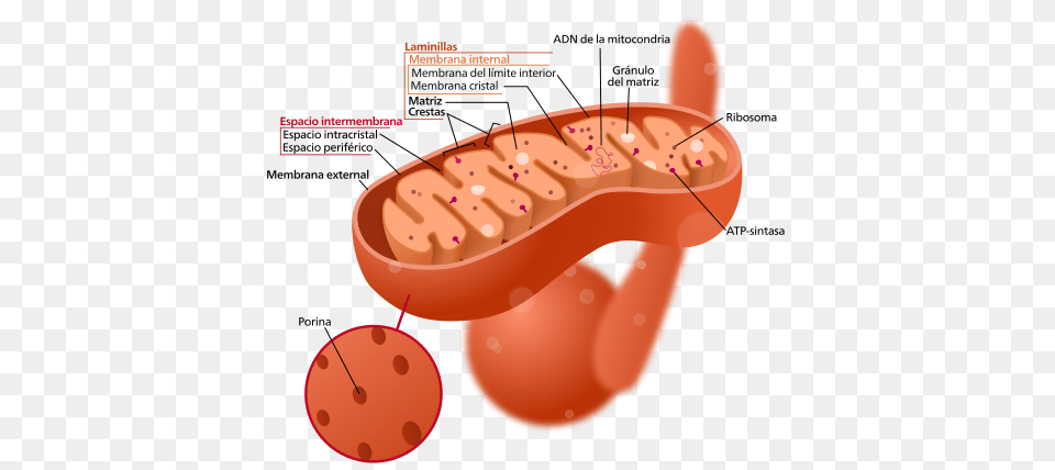 Mitochondrion, Dynamite, Weapon, Food Free Png