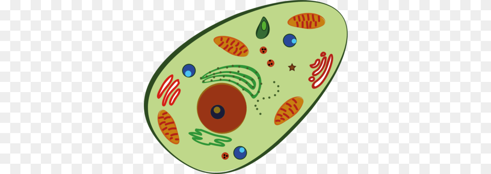 Mitochondrion Plant Cell Organelle Drawing, Nature, Outdoors, Sea, Water Png Image