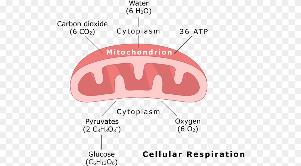 Mitochondrion Undergoing Cellular Respiration Animation, Food Free Transparent Png