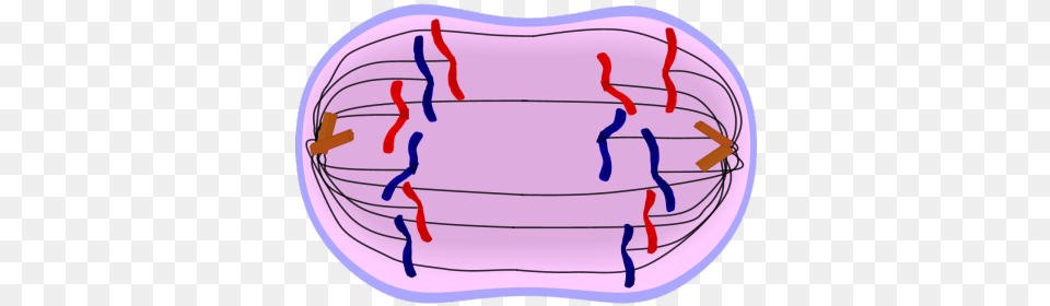 Mitosis And Meiosis Cycle Sutori, Birthday Cake, Cake, Cream, Dessert Free Png