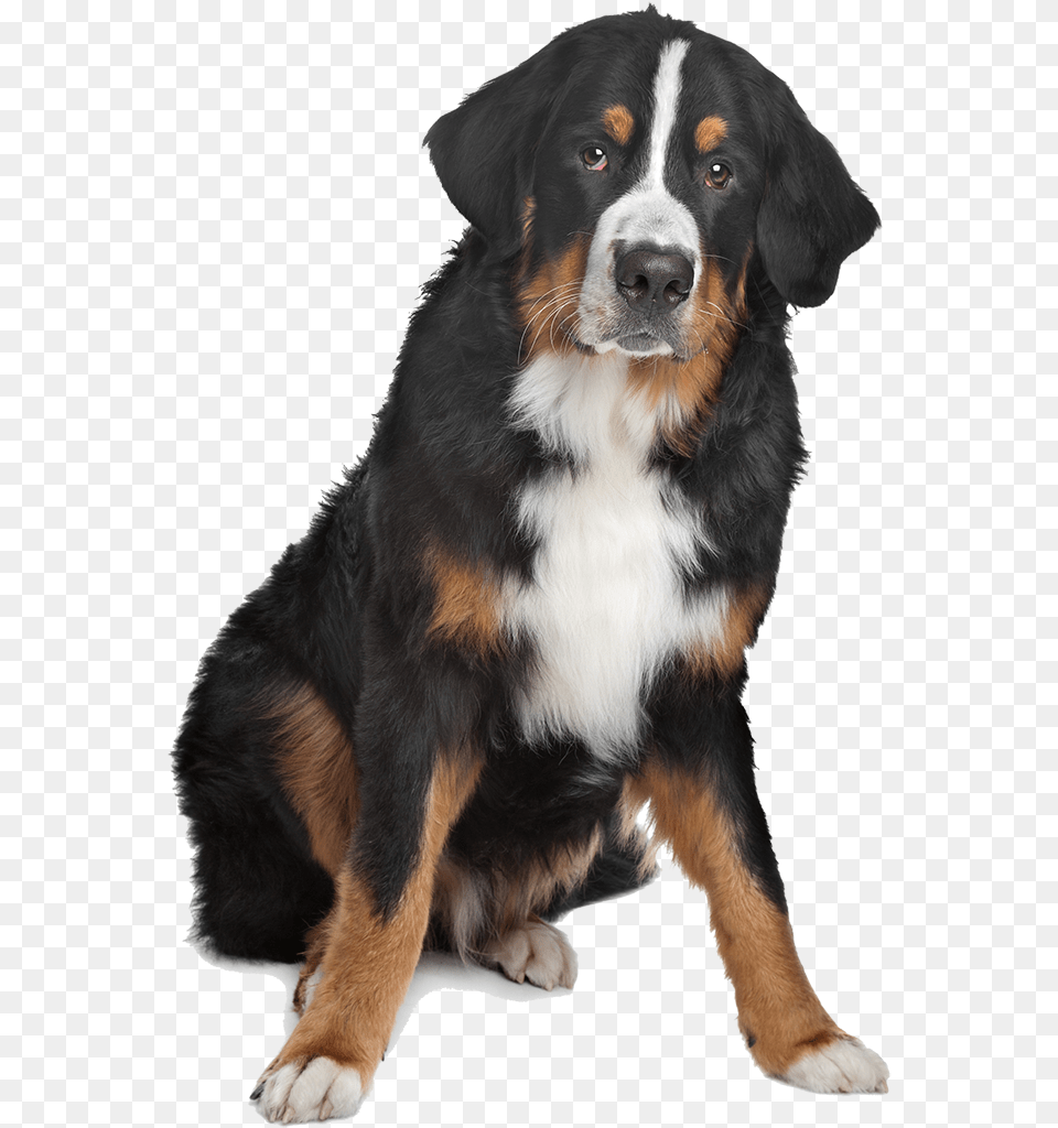 Mixed Breed Black Brown And White Dog On Isolated Bernese Mountain Dog, Animal, Canine, Mammal, Pet Free Png Download