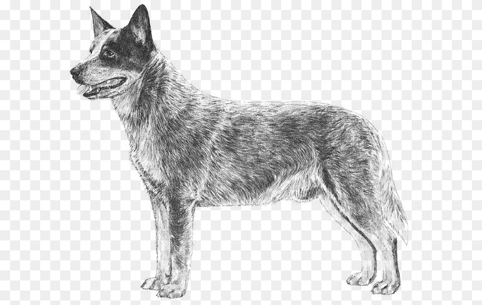 Mixed Breed Drawing Of Cattle Dog, Gray Free Transparent Png
