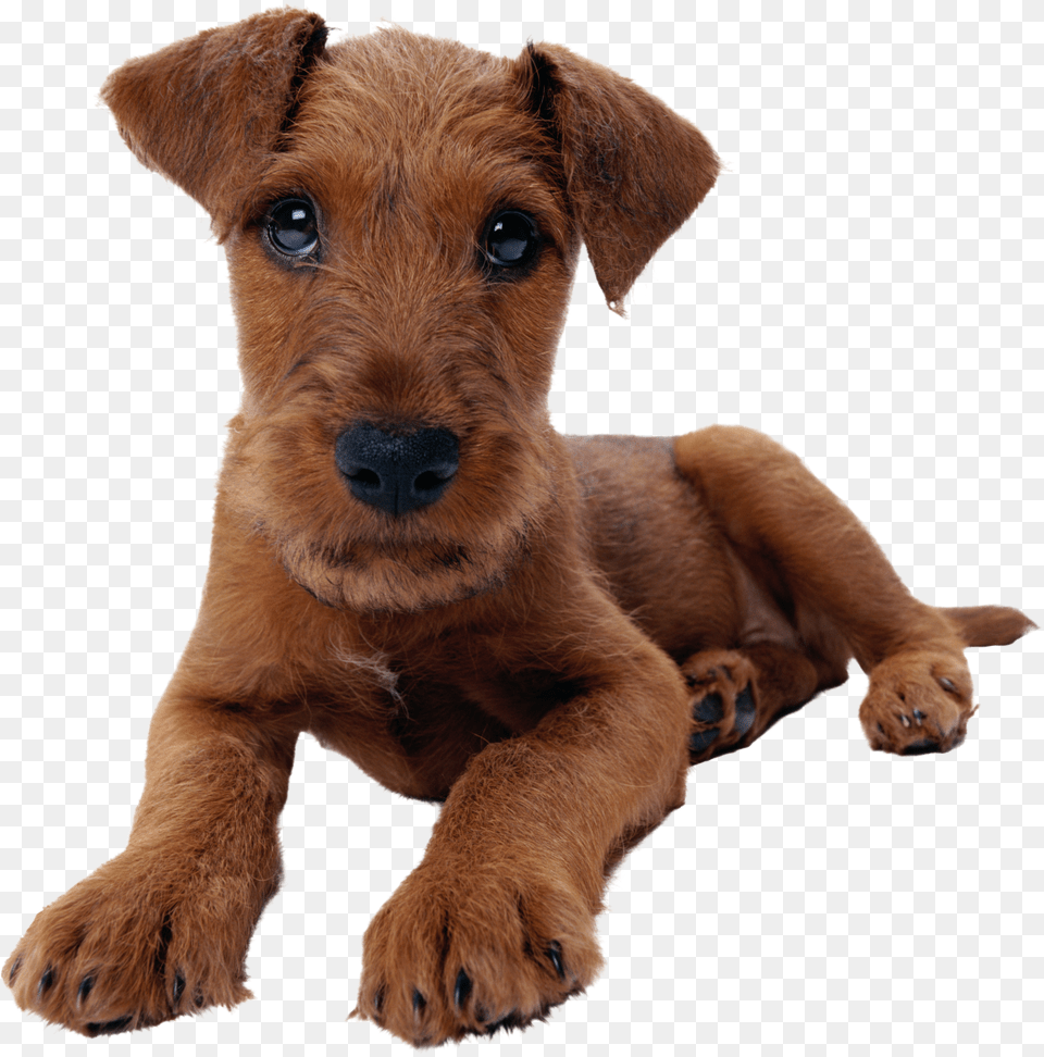 Mixed Dog Free Png