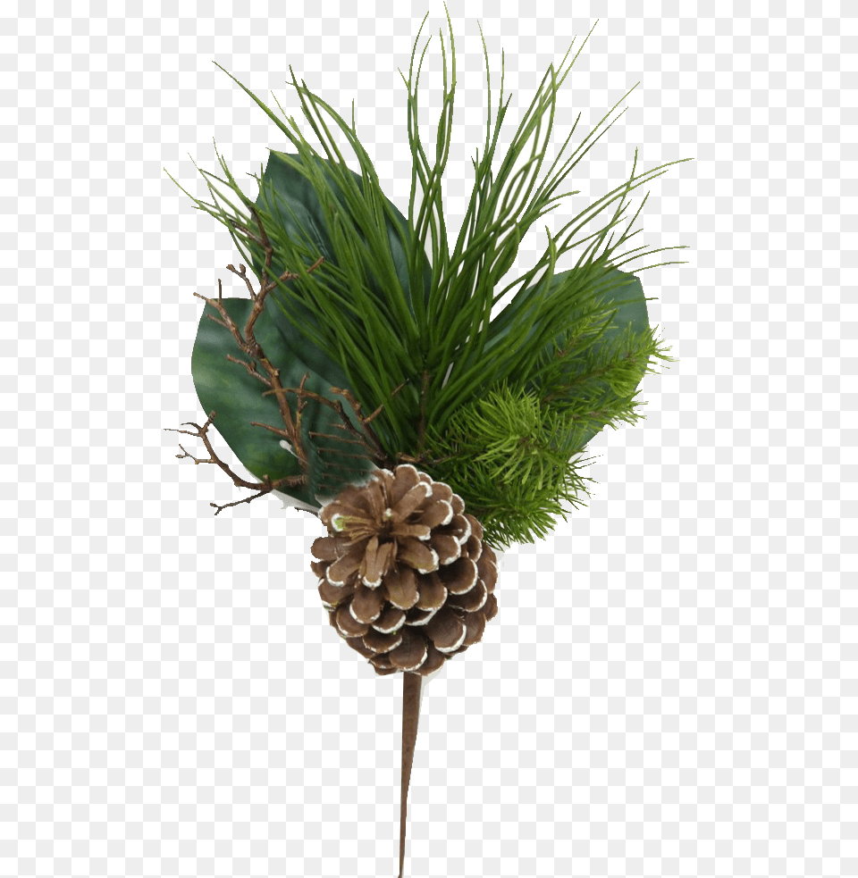 Mixed Evergreen Pick With Pinecones Conifer Cone, Plant, Potted Plant, Tree, Pine Free Png