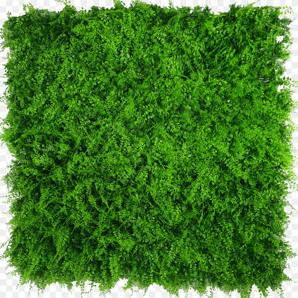 Mixed Fern Artificial Green Wall Hedge Panel, Clothing, Hat, Outdoors, Toothpaste Free Transparent Png