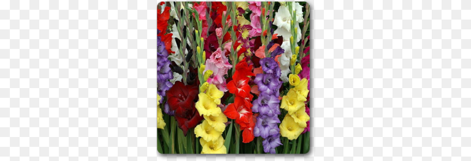 Mixed Gladiolus 15 Bulbs, Flower, Plant, Petal Png