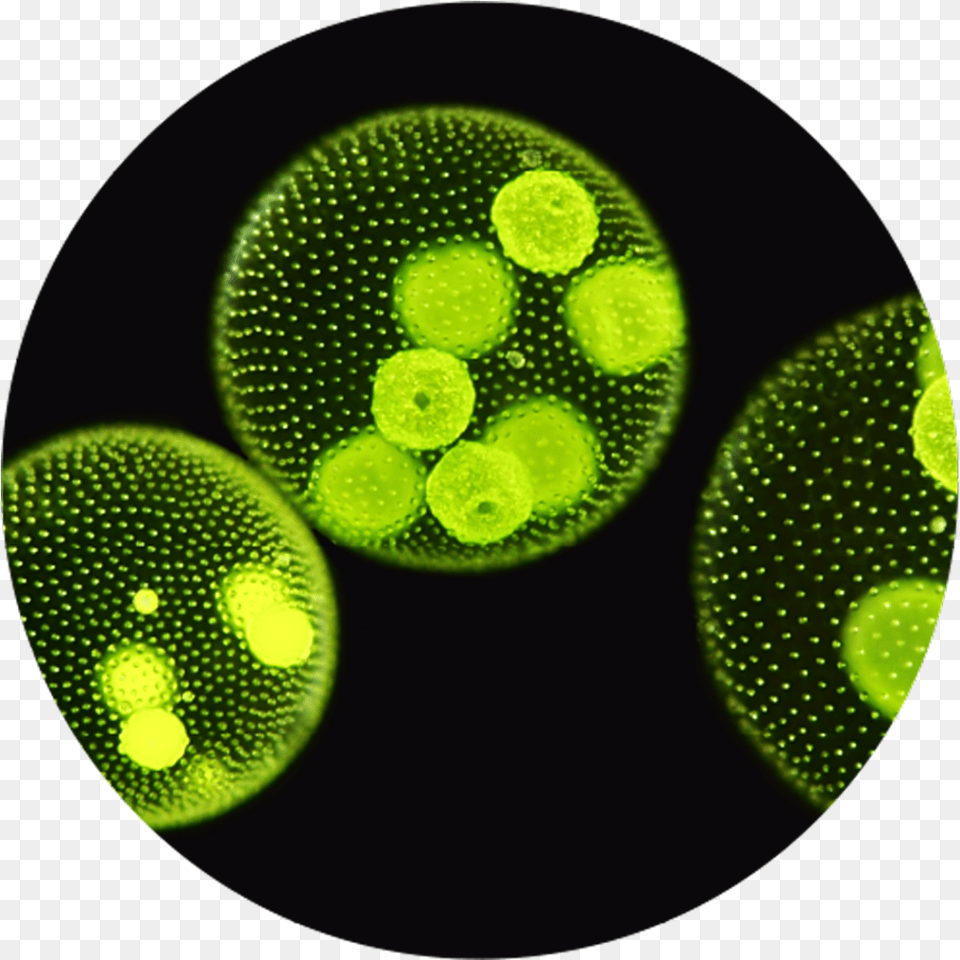 Mixed Green Algae Cell Microalgae, Moss, Plant, Pattern Free Png Download