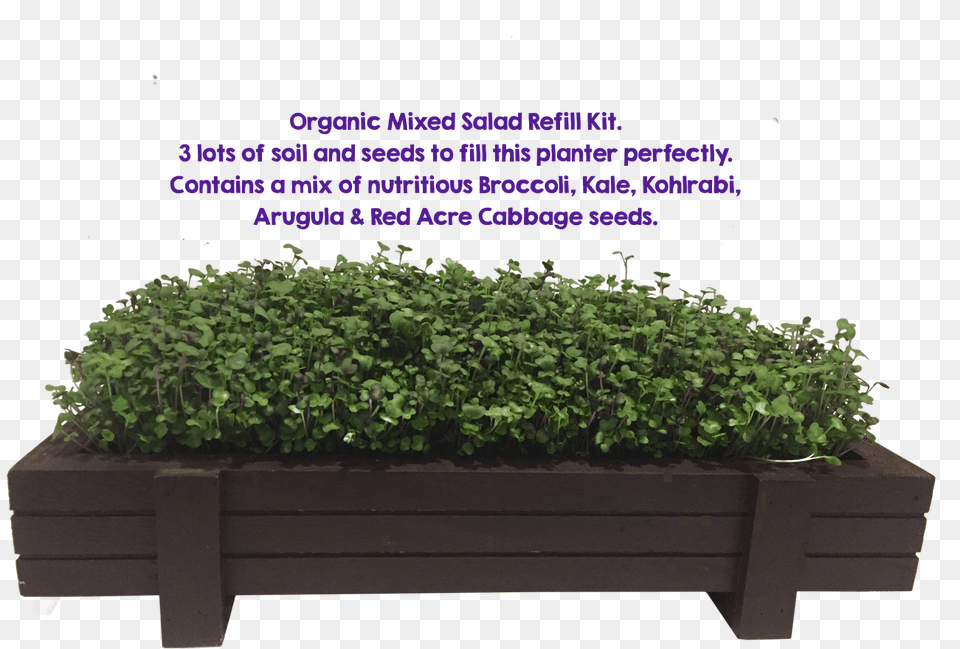Mixed Microgreens Planter 3 Pack Refill Houseplant, Herbal, Vase, Pottery, Potted Plant Png
