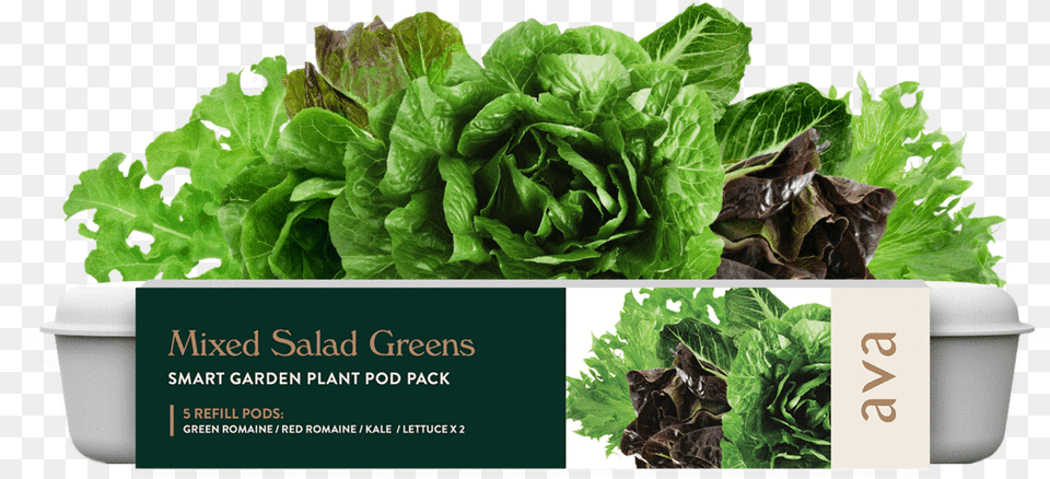 Mixed Salad Greens Flowerpot, Food, Lettuce, Plant, Produce Png Image