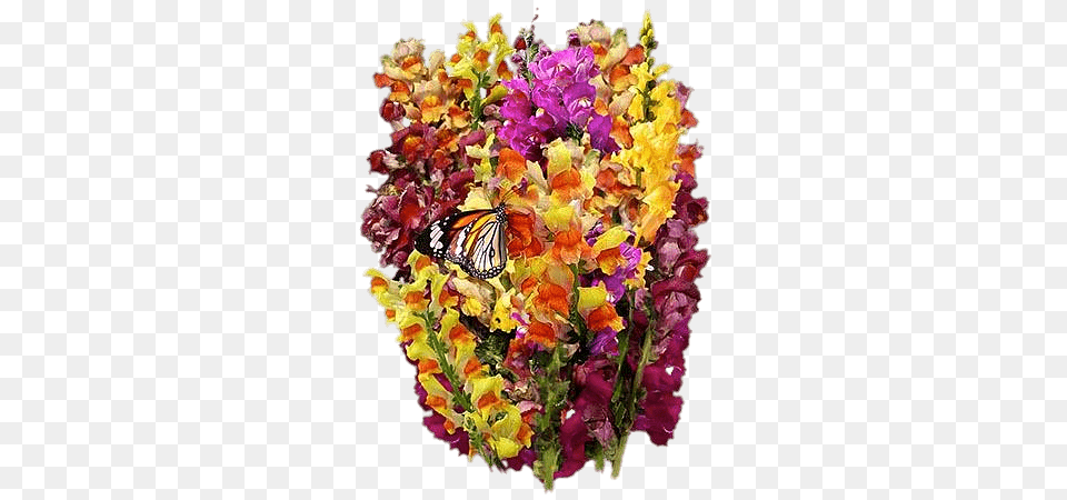 Mixed Snapdragons, Flower, Flower Arrangement, Petal, Plant Png