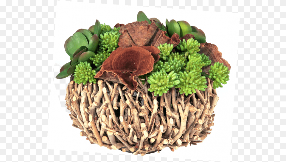 Mixed Succulents Calice And Moss In Natural Vegetable, Plant, Fungus, Herbal, Herbs Free Png