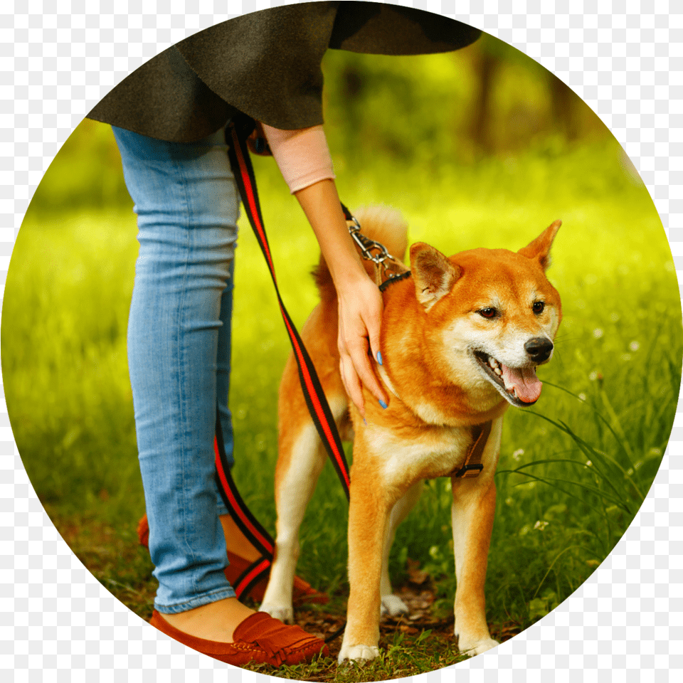 Mixypaws Nyc Dog Walkers Profisso Criador De Animais, Accessories, Strap, Photography, Clothing Free Png Download