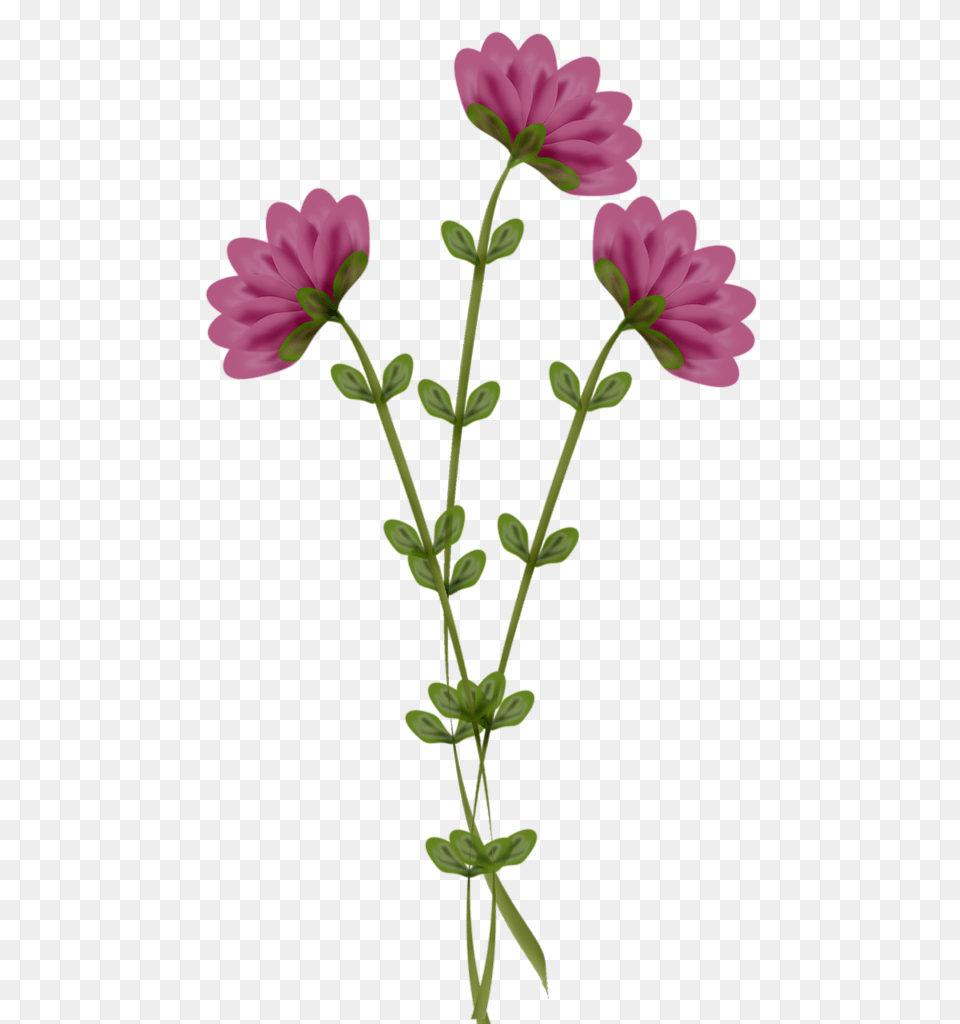 Mlc What May Be Clip Art, Flower, Geranium, Petal, Plant Png