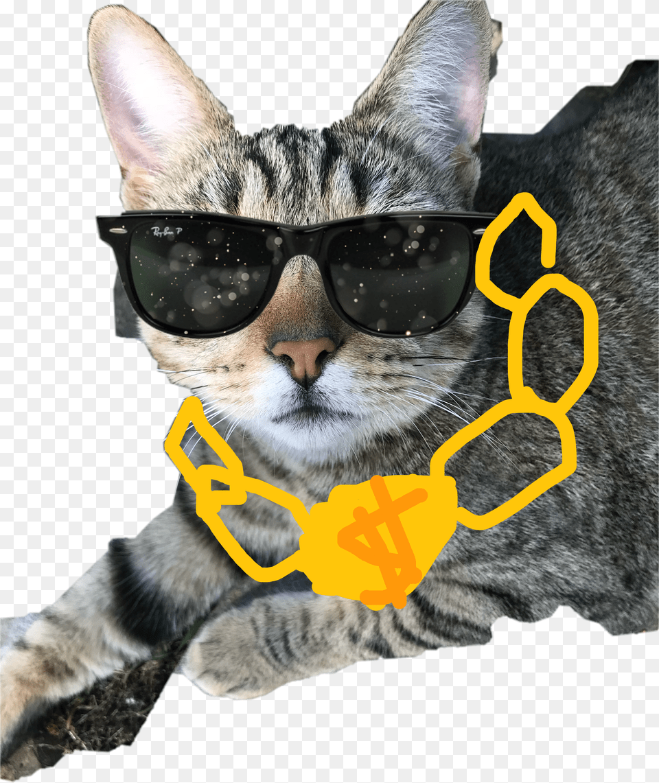 Mlg Cat Free Png