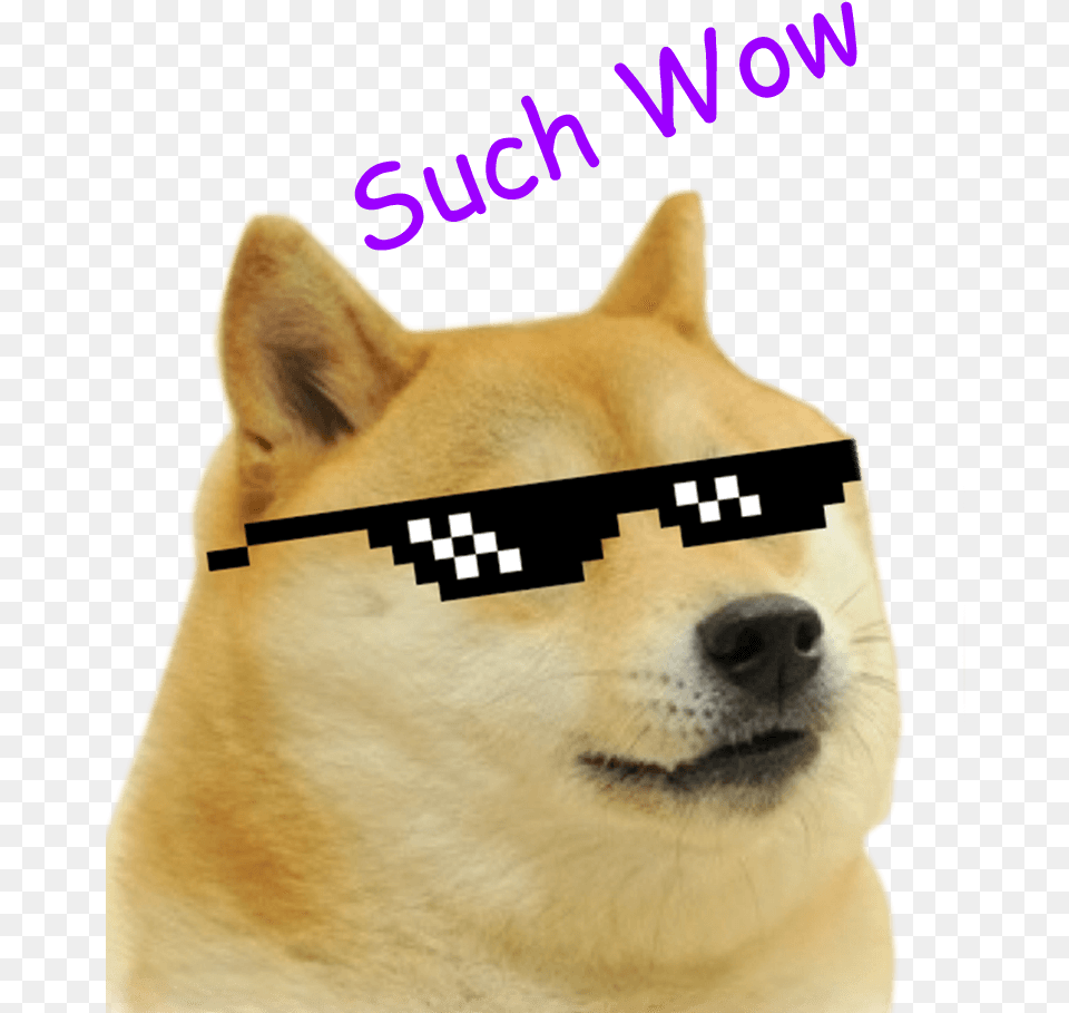 Mlg Dog, Snout, Animal, Canine, Husky Png